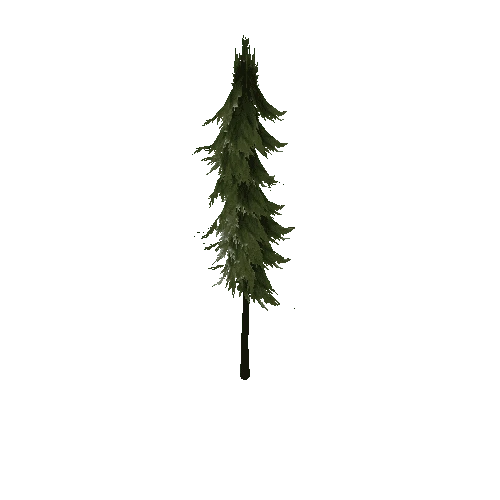 Pine (Type 2) Large 5